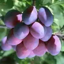 Слива «Синий дар»