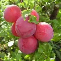 Слива «Скороспелка красная»