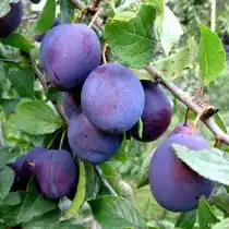 Слива «Яичная синяя»