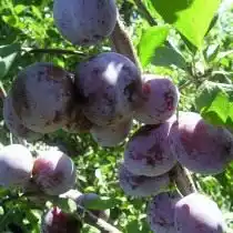 Слива «Богатырская»