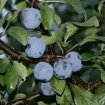 Слива «Ренклод тамбовский»