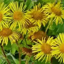 Девясил британский (Inula britannica)