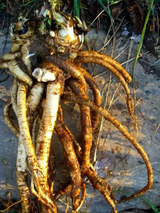 Корни девясила