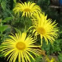 Девясил великолепный (Inula magnifica)