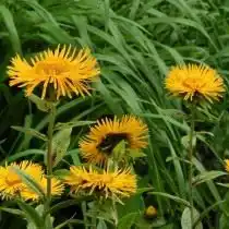 Девясил восточный (Inula orientalis)