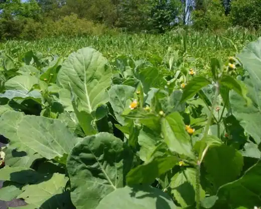 Листовая горчица