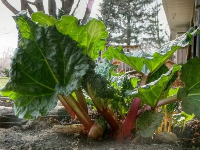 Ревень (Rheum)