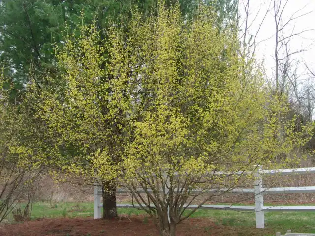 Кизил обыкновенный (лат. Cornus mas)