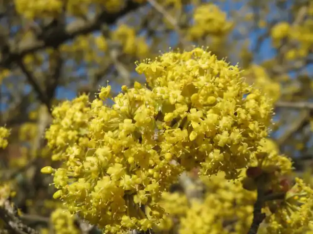 Кизил обыкновенный (лат. Cornus mas)