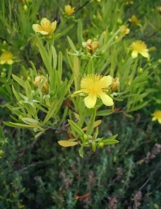 Зверобой (Hypericum)