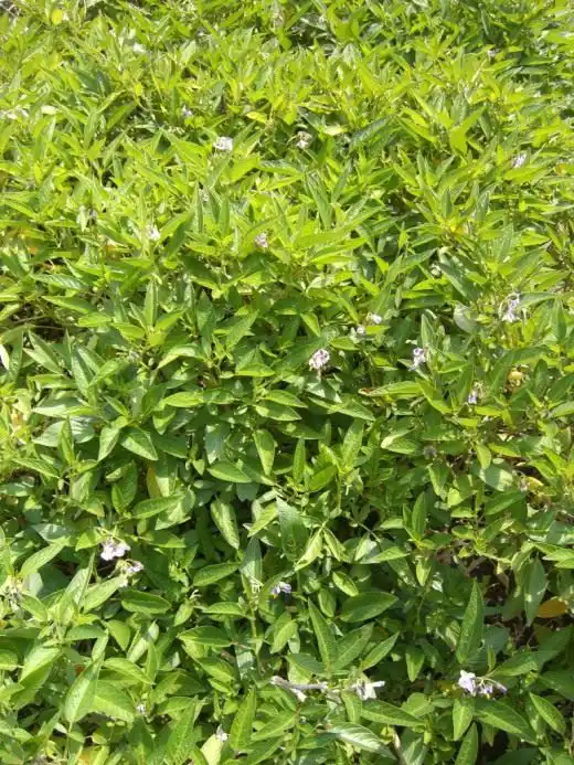 Пепино, Дынная груша, или Сладкий огурец