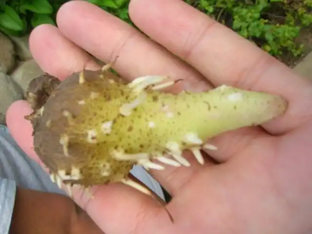 Молодой клубень Ямса крылатого