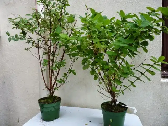 Саженцы жимолости съедобной