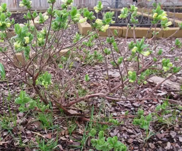 Жимолость голубая, или Жимолость синяя, камчатская (Lonicera caerulea var. kamtschatica)