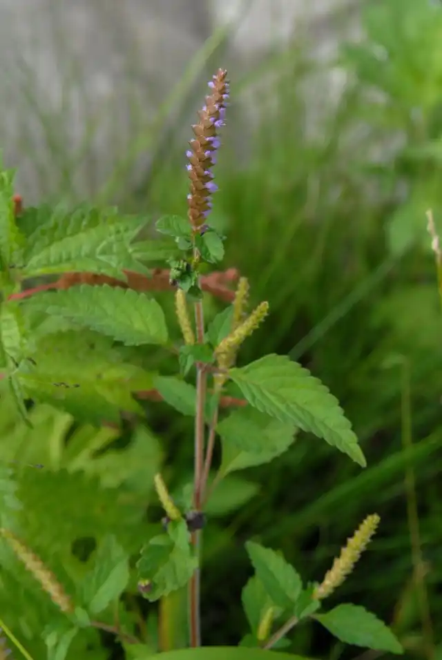 Эльсгольция реснитчатая (Elsholtzia ciliata)