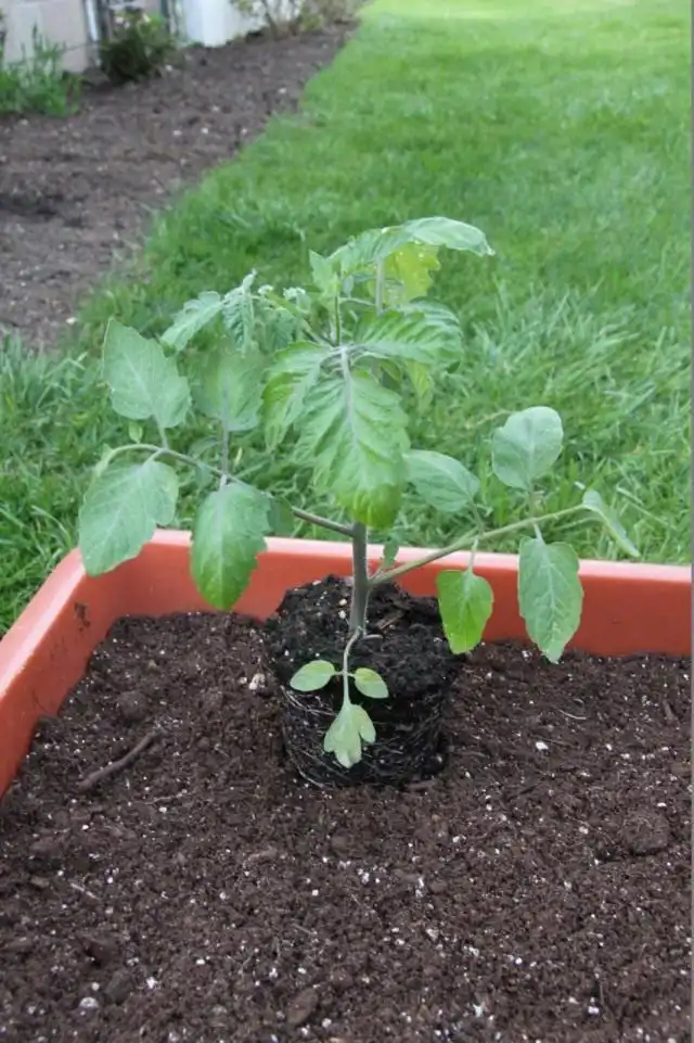 Высадка рассады помидор в грунт