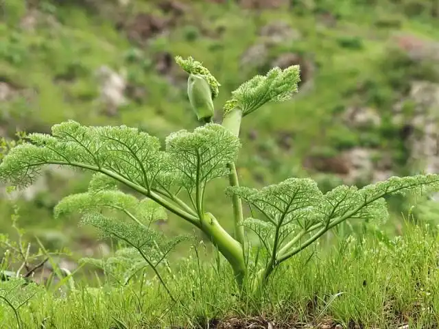 Укроп (лат. Anethum graveolens)