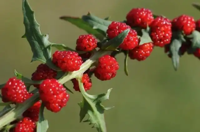 Шпинат суничний, або жминда.