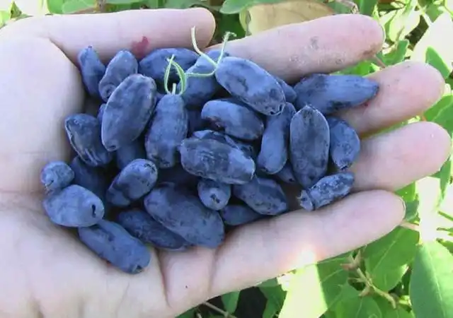 Жимолость (Lonicera)