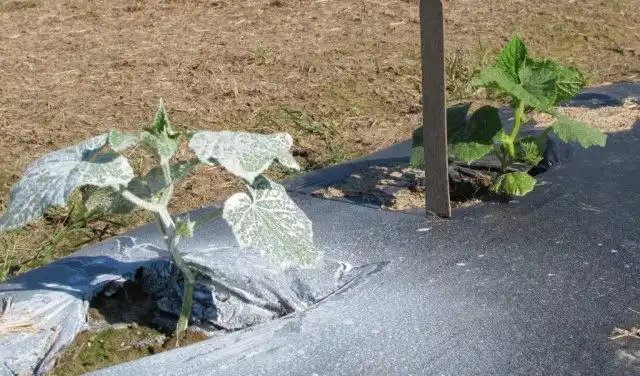 Грядка с огурцами под укрытием