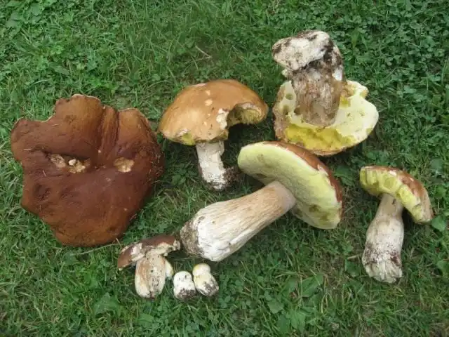 Белый гриб (Boletus edulis)