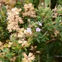 Тимьян обыкновенный