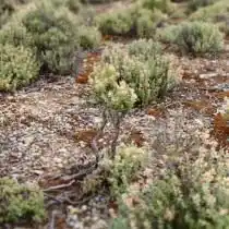 Тимьян обыкновенный