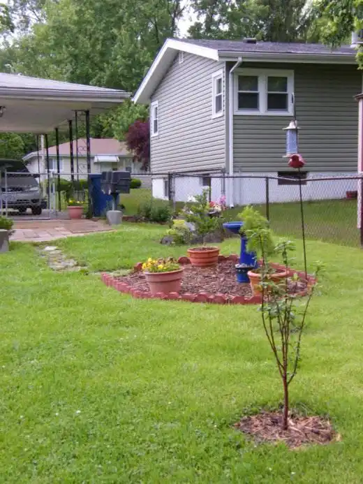 Мульчирование деревьев