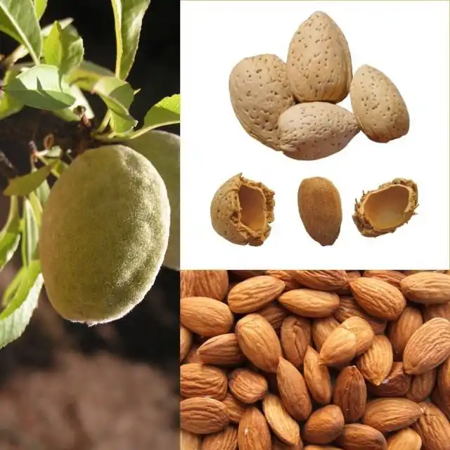 Плод и семя («орех») миндаля