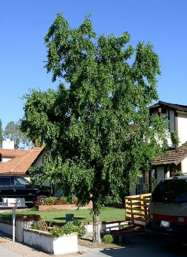 Зизифус настоящий, или Ююба (Ziziphus jujuba)