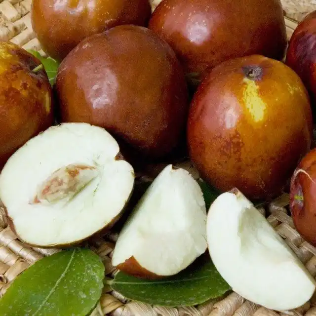 Плоды Зизифуса