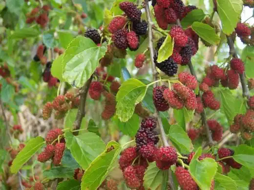 Шовковиця. Догляд, вирощування,