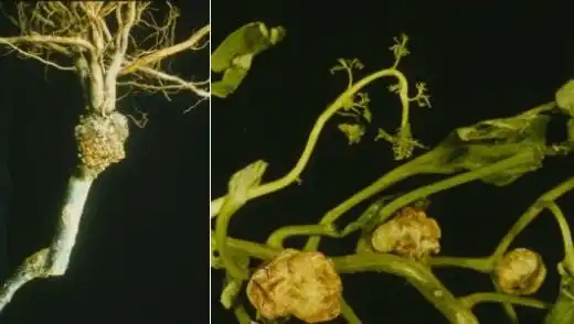 Бактериальный рак