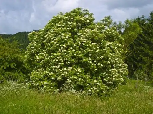 Бузина. Догляд, вирощування,