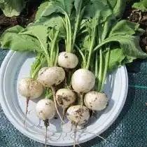 Редис Моховский