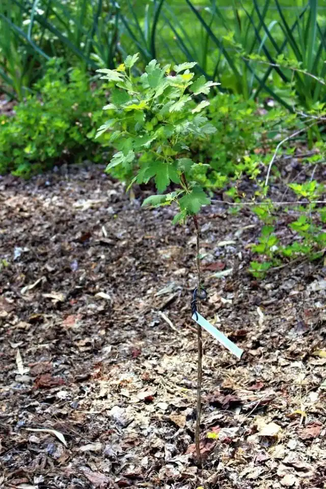 Молодой крыжовник на штамбе