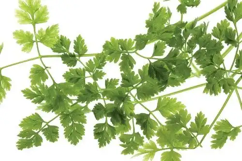 Анис обыкновенный, или Бедренец анисовый (Pimpinella anisum)