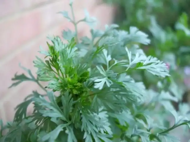 Кориандр, или кинза (Coriandrum sativum)