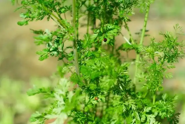 Кориандр, или кинза (Coriandrum sativum)