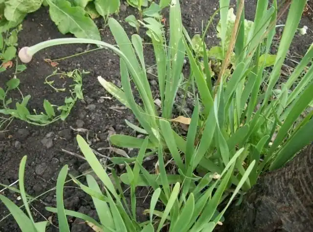 Лук-слизун или Лук поникающий (Allium nutans)