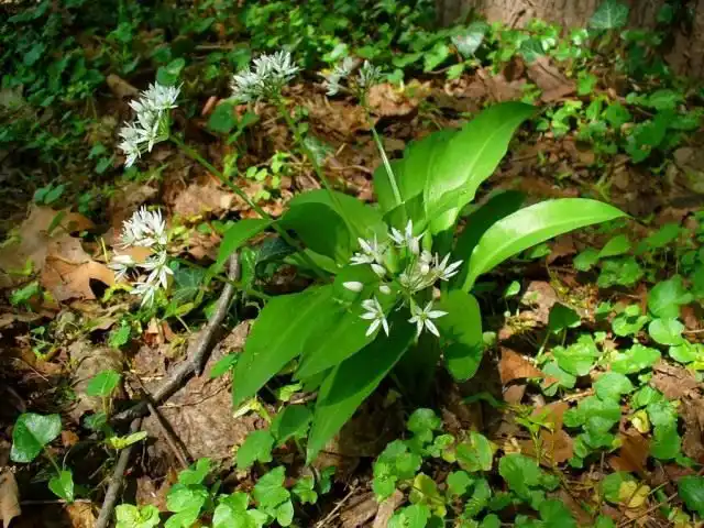 Черемша (Allium ursinum)