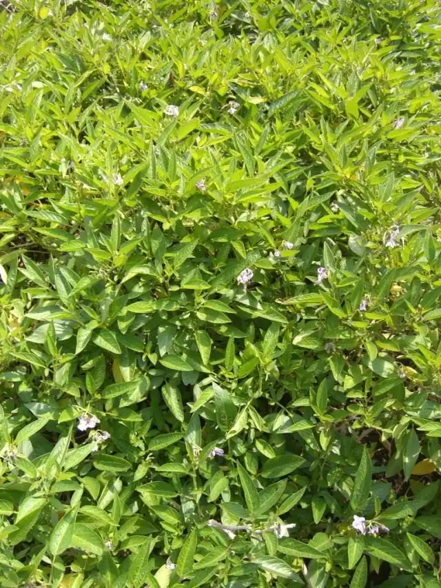 Пепино, или Дынная груша