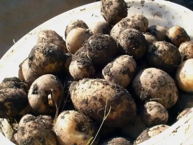 Урожай картофеля