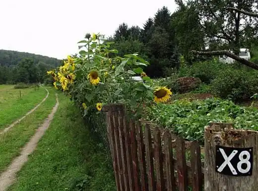 Подсолнечник