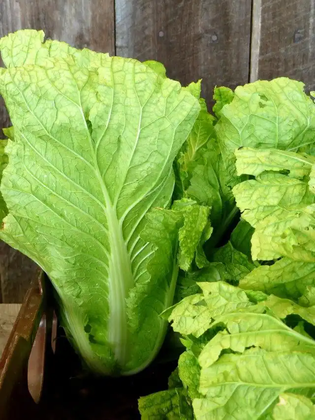 Пекинская капуста