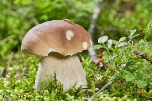 Лісові їстівні гриби. Гриби в