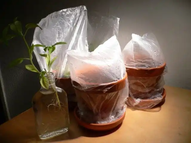 Укоренение черенков стевии