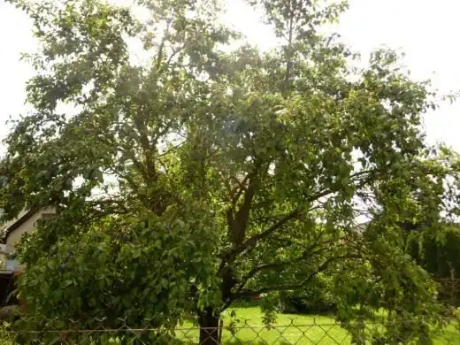 Взрослое сливовое дерево