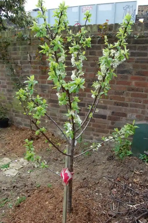 Молодое сливовое дерево