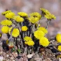 Мать-и-мачеха (Tussilago farfara)
